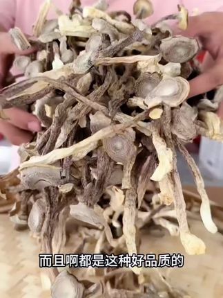 正宗古田高山鹿茸菇,是菇农自然晾晒的鹿茸菇,炒肉片 炒鸡蛋 煲汤 凉拌,口感爽脆醇香,现在下单菇农给您包邮到家#鹿茸菇 #鹿茸菇干#菌菇 #鹿茸菇炒肉 #鹿茸菇煲汤