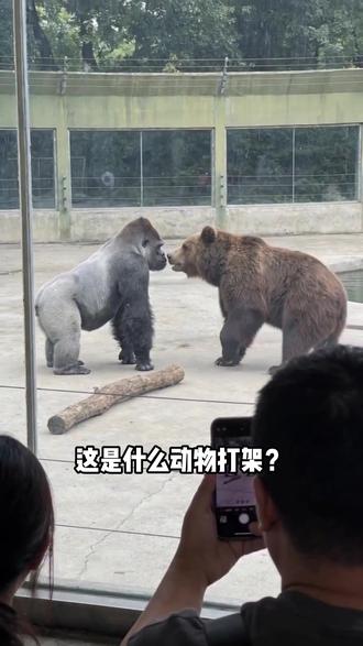 住手!住手!你们不要再打啦! #动物 #打架 #动物打架 #住手不要再打了 #可可爱爱