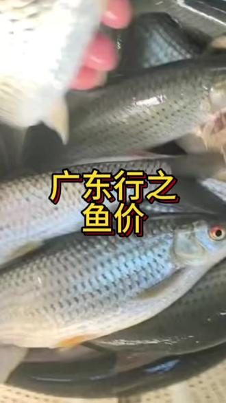 7.8号广东赤眼鳟价格#赤眼鳟#赤眼鳟价格#赤眼鳟养殖#水产养殖#水产养殖技术
