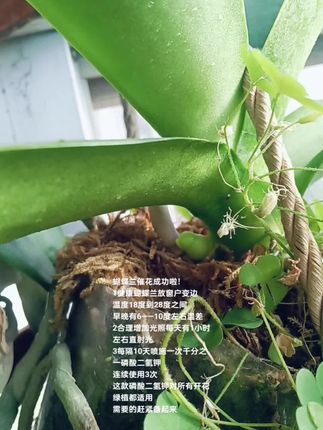 蝴蝶兰催花成功啦! 蝴蝶兰催花成功啦! 1健康蝴蝶兰放窗户变边 温度18度到28度之间 早晚有6——10度左右温差 2合理增加光照每天有1小时左右直射光 3每隔10天喷施一次千分之一磷酸二氢钾 连续使用3次 这款磷酸二氢钾对所有开花绿植都适用 需要的赶紧备起来#蝴蝶兰 #蝴蝶兰养护 #蝴蝶兰花 #蝴蝶兰催花 #好物推荐🔥