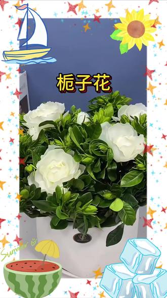 栀子花盆栽 带花苞棒棒糖栀子花盆栽四季好养室内外#花卉盆栽 #带花苞盆栽 #盆栽乐趣 #栀子花养护 #室内外盆栽