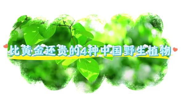 藏在深山的“绿色黄金”!4种天价植物,有钱也难买到 4种比黄金还贵的野生植物,堪称“行走的人民币”!有的是百年难遇的药材,有的是濒危国宝。你见过几种?评论区聊聊,你还知道哪些天价植物?#科普视频 #冷知识