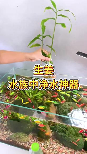 生姜水族中的净水剂#养鱼 #养鱼日记 #养鱼养心 #水族 #观赏鱼