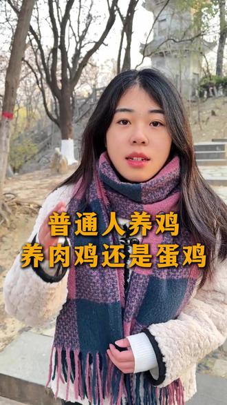 普通人养鸡,养肉鸡还是蛋鸡#肉鸡#蛋鸡#土鸡#养鸡#散养鸡