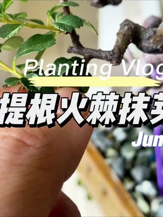 提根火棘盆景抹芽修剪#盆景修剪 #盆景造型 #火棘盆景 #创作灵感