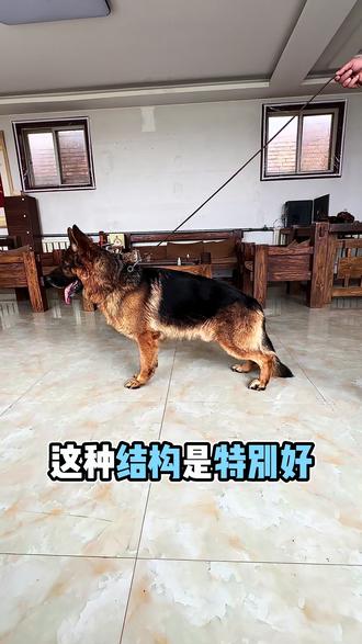 狼王多戈优秀直子【博伊卡】#德牧 #德国牧羊犬 #赛级德牧 #纯种德牧