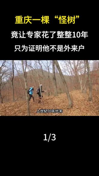 重庆一棵“怪树”,竟让专家花整整10年,只为证明他不是外来户 #木菠萝 #植物 #科普 #涨知识 #抖音合集升级计划