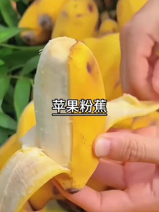 广西苹果蕉青果发货,不泡药不催熟,收到后放几天变黄就可以吃了,软糯香甜,细腻无渣,真的巨好吃!#苹果蕉 #应季水果 #口感非常好吃
