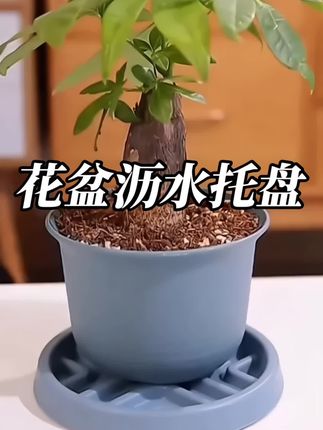 #花盆沥水托盘 #花卉绿植 #颜值好物 #家居生活 自从入手了这个花盆沥水托盘。我养的花再不闷根烂根了。家里养花的一定要试试这个花盆托盘,它可以让植物更加透气,而且还是加厚的,结实耐用。非常适合在家里用!