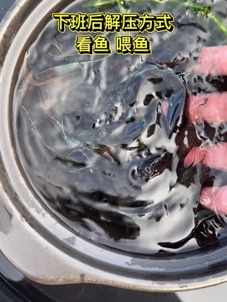 #轻松养鱼