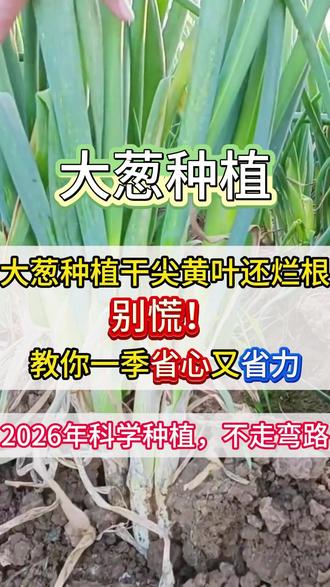 大葱种植干尖黄叶还烂根,别慌!教你一季省心又省力 #新农人计划2026#大葱 #大葱种植 #大葱种植技术 #三农流量扶持计划