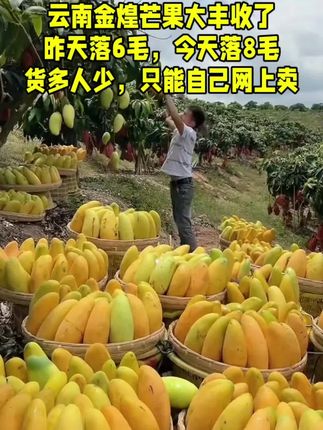 云南金煌芒大丰收了,皮薄肉厚,软糯香甜,满口爆汁,营养丰富 大人小孩都爱吃,产地现摘现发,等你来尝#金煌芒 #优质农产品 #新鲜应季水果 #芒果 #皮薄肉厚果肉饱满