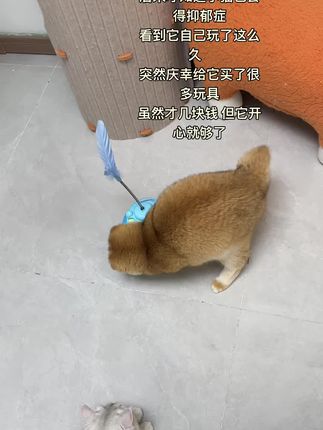人 咪想要新玩具🥰#咪了个喵 #萌宠出道计划 #猫玩具 #玩具 #咪咪大王