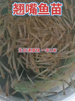 水中精灵,点点星光,翘嘴鱼苗游弋成诗。🐟✨ #水产养殖 #日常分享