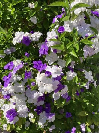 发朋友圈不一定有人懂,但发抖音一定会有人懂。#我的花园世界 #鸳鸯茉莉