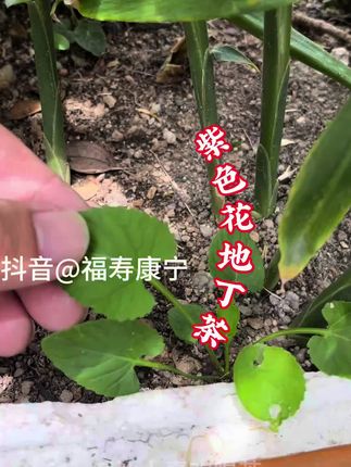 这款煮茶非常好,简单方便,味道清甘#无限回购的宝藏单品 #潮汕人潮汕话 #潮州 #茶叶 #汕头