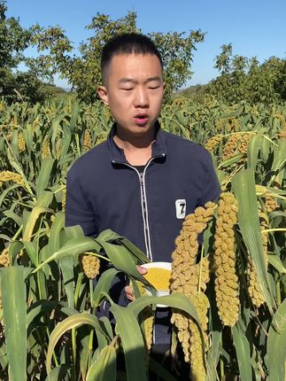 喜欢吃小米的朋友可以下单了#黄小米 #黄小米