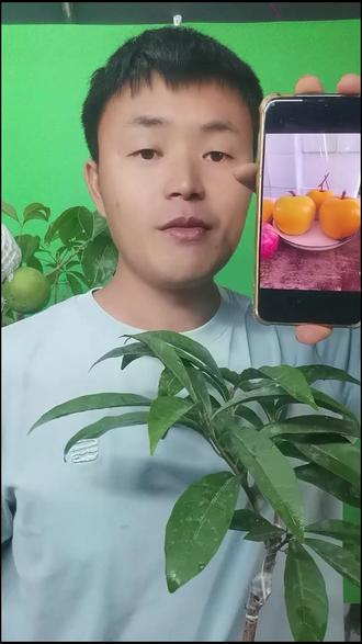 想养点特别的绿植?这款盆栽别错过!