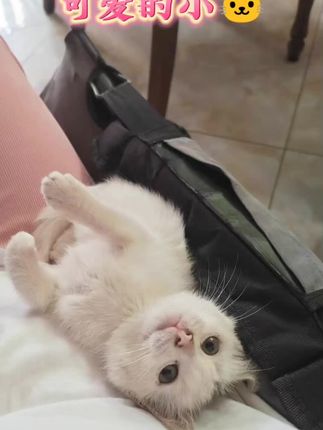 #好吃到停不下来 #吃货猫 #太好吃了 #零食对我下手了