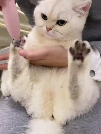伏天到了:要定期给猫咪,狗狗剃脚毛~干净卫生,防暑降温。#宠物剃脚毛推子#猫咪剃脚毛推子#狗狗剃脚毛推子#剃脚毛推子剃脚毛推子推荐。