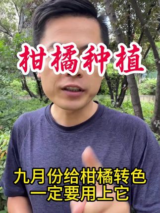 九月份柑橘转色增甜一定要用上它#柑橘 #柑橘种植 #果树 #果树种植 #柑橘转色