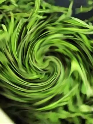 【穗穗茶】大山坞安吉白茶(雨前大叶➕明前茶碎)醇厚春茶茶饮自饮#快来一起尝个鲜 #喝好茶 #茶香四溢 #口粮茶 #爱茶人召唤茶友