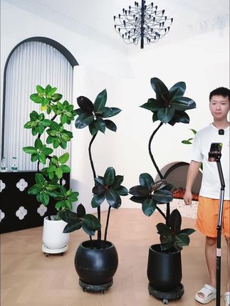 黑金刚橡皮树绿植,高端艺术造型绿植,客厅室内净化空气耐养绿植#家用花卉绿植净化空气 #家庭种植 #室内盆栽 #绿植盆栽 #家居好物