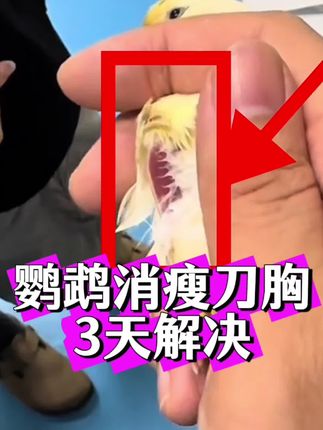 #上热门 #鹦鹉消瘦刀胸#鹦鹉干吃不长#鹦鹉特别瘦@抖音小助手 @DOU+上热门