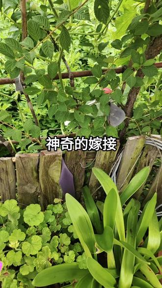 樱桃🍒树上嫁接的李子