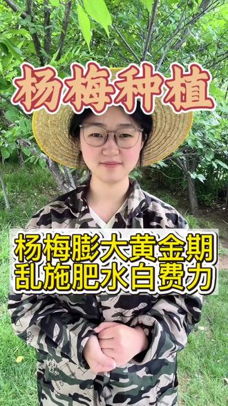 杨梅膨大黄金期,乱施肥水白费力#杨梅#杨梅施肥#杨梅种植 #杨梅熟了 #果树