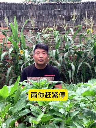 黑帝(三农好物在橱窗)