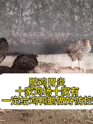 #农村养殖户 #科学养鸡知识分享