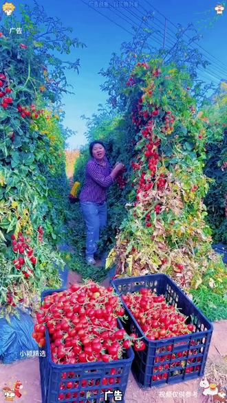 这个价到手5斤正宗广西百色圣女果,今年大丰收,特别新鲜!清甜脆爽,一口一个爆汁,产地直发,农家现摘现发~#新鲜应季水果 #优质农产品