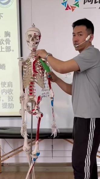 #运动康复#解剖学 胸大肌起止点与功能