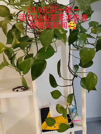 19.9元到手两桶活力20山茶花洗衣液,强去污又好闻#洗衣液 #实用好用