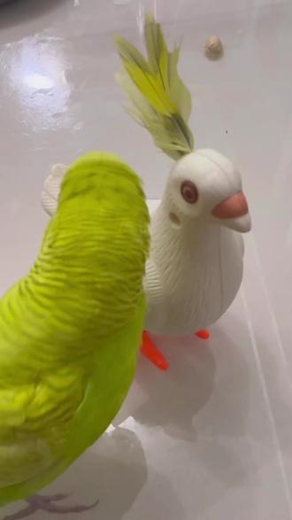 🐣:哦~小可爱#手养鹦鹉 #鸟鸟教#要想生活过得去家里必须带点绿 #可爱到爆炸💥