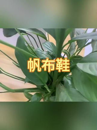 #帆布鞋 #高帮鞋 #女鞋