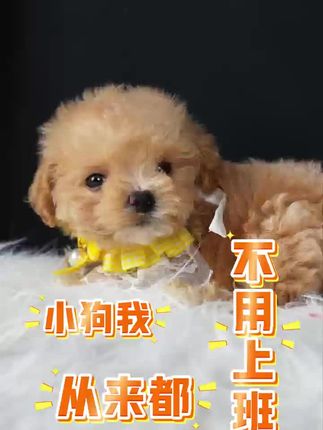 我从来都不用上班😊 小狗我从来都不用上班#泰迪熊 #香槟泰迪 #马尔泰