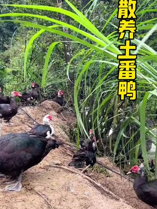 五谷杂粮散养老番鸭纯放养,养深山老林,吃杂粮,饮山泉,肉质紧实,汤汁鲜甜,不用生姜,不要味精,没有腥味。 #番鸭 #土鸭 #优质农产品#散养土番鸭 #乡村味道