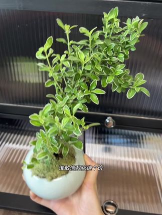 放在办公桌上真的善心悦目啊!#六月雪盆景 #绿植盆栽