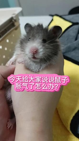 #养仓鼠的日常 #创作者中心 #创作灵感 鼠子胀气了怎么办,视频有些长,希望耐心看完,后面有治疗方法,请大家收藏保存!#萌宠 #金丝熊