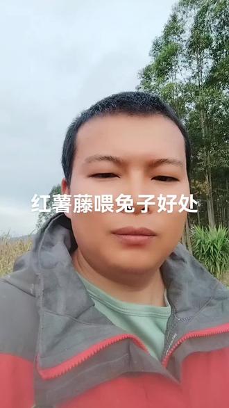 红薯藤喂兔子有哪些好处