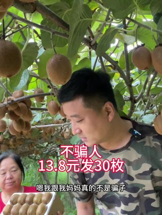 自己家的猕猴桃熟啦,13.8元发30枚包邮#如果丰收农作物会说话 #抖音美好丰收节 #猕猴桃 #星乡村星农人 #我要上热门