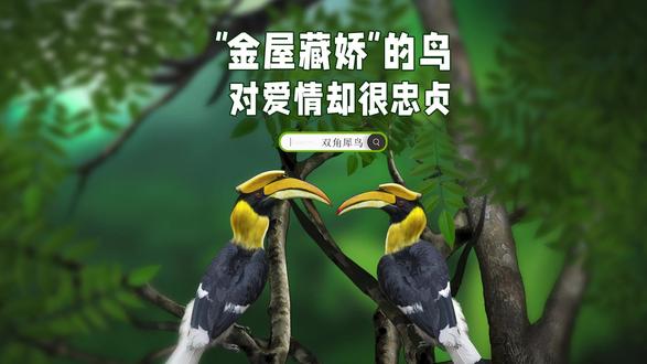 会“金屋藏娇”的鸟 #双角犀鸟 #了不起的生物多样性 #科普