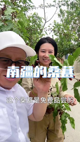 新疆马路边的桑葚是真的可以免费品尝的#新农人计划#巴州农产品推介官#巴音哥带你看巴州@巴音抖抖@梦瑶@品味新疆·推荐官