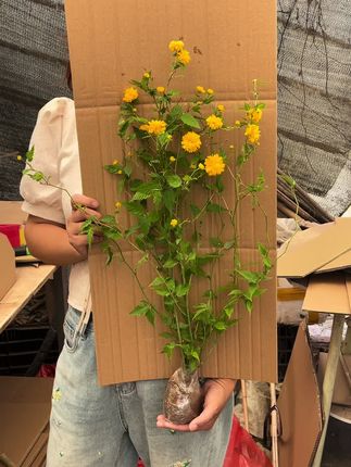 棣棠花