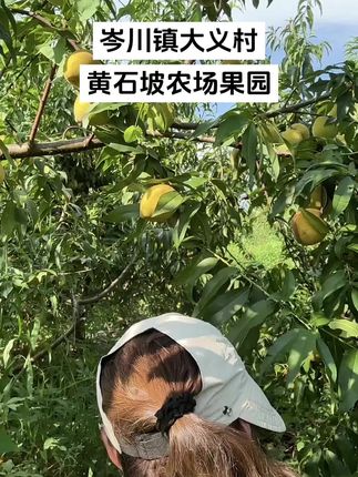 #助农水果 累丝够,,耍滴好嘎哈来摘桃子气噢