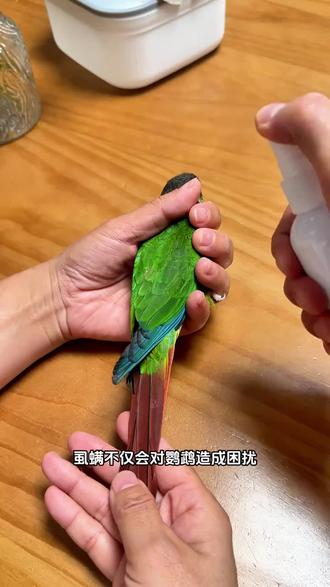鹦鹉体外驱虫喷雾 预防对着鹦鹉喷两下就行,如果已经发现虱螨,做个全身驱虫效果更好#鹦鹉体外驱虫 #鹦鹉驱虫 #鹦鹉健康