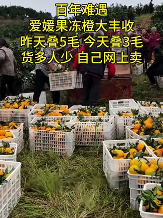 等了一年的爱媛果冻橙终于成熟啦,皮薄肉厚,汁水好多啊#爱媛38号果冻橙#优质农产品 #源头好货