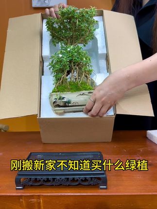 #老桩盆景 #盆景绿植 #室内装饰 #室内绿植 #好物推荐🔥